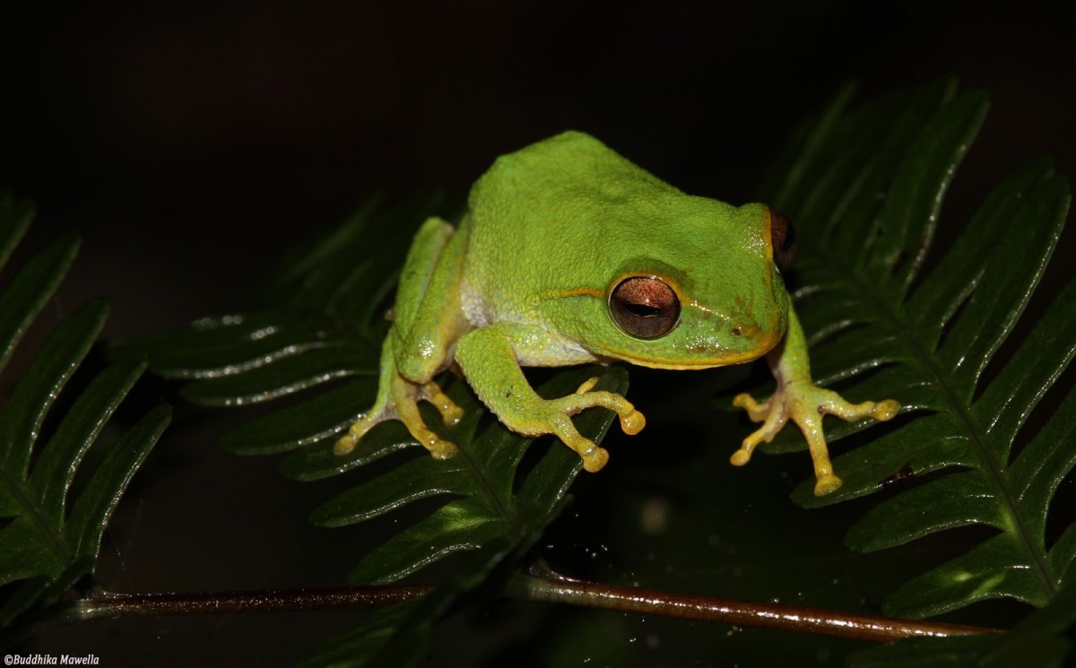 Pseudophilautus stuarti Manamendra-Arachchi & Pethiyagoda, 2005